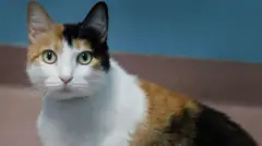 Gato calicó em foto aproximada