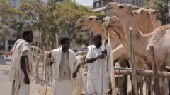 Gaalaa fi horsiisee bultoota galma barkumeetti