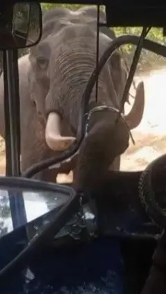 ہاتھی