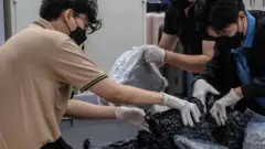 泰國走私至英國的大麻數量激增 政府重列大麻為毒品