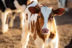 Imagem em close de um bezerro jovem