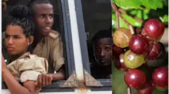 Awọn akẹkọọ ati eso agbayun