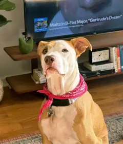 Margot three-year-old pitbull mix 