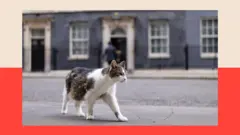 El gato Larry
