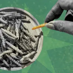 Mão retira uma larva dourada de um prato de madeira com larvas em preto e branco