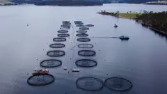 Vista aérea de viveiros de salmão próximos à ilha de Bruny, na Tasmânia.