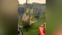 भ्वाङमा खसेको गोरु