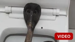 கழிவறை இருக்கையில் தலை தூக்கியபடி இருந்த பாம்பு