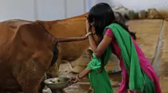 உத்தர பிரேதசத்தில் 'ஒரு லிட்டர் கோமியம் 10 ரூபாய்' - விவசாயிகள் பயனடைவது எப்படி? எதிர்ப்பு ஏன்?