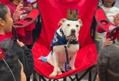 Cachorro com uma coroa sentado em uma cadeira