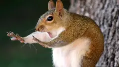 ኣዝዩ ዝሰንበደ ምጹጽላይ 