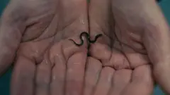 一對手抱著一條玻璃鰻魚苗