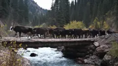 Кыргыз уйлары
