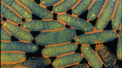 бактерии Legionella