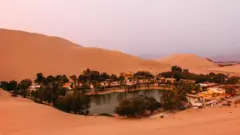 Oásis cercado por árvores e casas