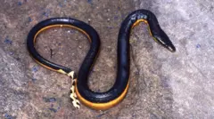 সাপ