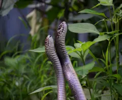 பாம்புகள் இனப்பெருக்கம்