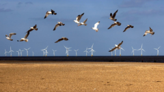 풍력 발전 터빈 주위를 날고 있는 갈매기떼
