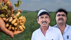 બીબીસી ગુજરાતી, ગુજરાત, મગફળી, ખેતી, ખેડૂત, ટેકાના ભાવ રાજકોટ સહિત ગુજરાતના ઘણા વિસ્તારોના ખેડૂતોને તેમનાં ખેતરમાં વાવેલા મગફળીના પાક માટે સરકારી ટેકાના ભાવ મળે એ માટે કરાવેલા રજિસ્ટ્રેશન સંબંધે મળેલા મૅસેજને કારણે ચિતા વધી છે.