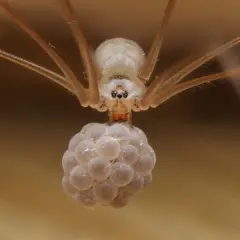 Uma aranha pálida de pernas longas está pendurada de cabeça para baixo, segurando um aglomerado compacto de ovos redondos sob o corpo. O fundo, em tons quentes e suavemente desfocado, enfatiza as pernas delicadas e o conjunto de ovos.