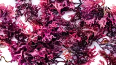 A close up of sea moss, a type of red seaweed, laid out on a white background. 