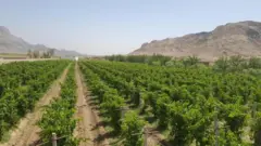 کندهار کې انګور