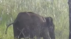 யானை
