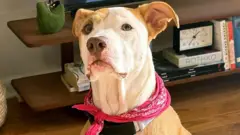 A cadela Margot, mestiça de pitbull, com um móvel com livros ao fundo