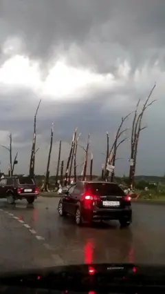 Сломанные ураганом деревья