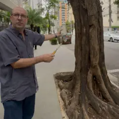 Gregório Ceccantini mostra sibipiruna com parte do tronco apodrecido - homem branco de óculos ao lado de árvore grossa e com parte das raízes expostas em calçada.