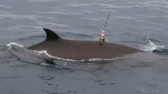 Baleia-cinzenta sendo equipada com uma ventosa que contém um equipamento para registrar o movimento do animal e o ruído subaquático