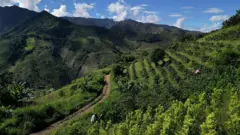Fotografía aérea de cultivos de coca y café en Argelia, departamento del Cauca en Colombia, el 6 de mayo de 2025.
