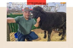 Participante da Feira Estadual de Iowa, ao lado de um grande carneiro marrom.