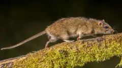 Hantuuta