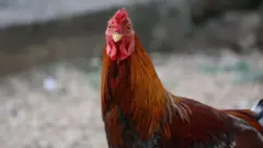 प्रतिनिधिक छायाचित्र 