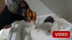 கிங் வல்ச்சர் குஞ்சுகளுக்கு உணவளிக்க தாய் வடிவில் பொம்மை