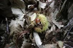 ဒိုင်နိုဆောတွေနဲ့ အတူပေါက်ဖွားရပ်တည်ခဲ့တဲ့ ပုရွက်စားကောင်တွေအကြောင်း