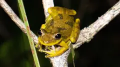 Sapo verde em galho