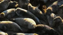 Una fotografía aérea muestra focas grises descansando en un islote arenoso en el mar Báltico mientras el sol comienza a ponerse cerca de Mikoszewo, Polonia.