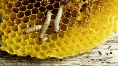Larvas em favo de mel