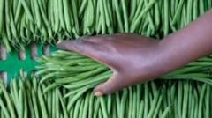 Les deux fermes sénégalaises qui fournissent une grande partie des légumes consommés au Royaume-Uni