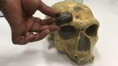 Fragmen frontal Homo erectus yang ditemukan di Selat Madura.