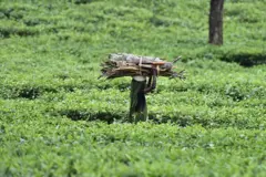 चाय की खेती