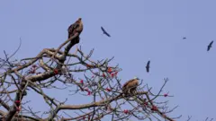 गिद्द