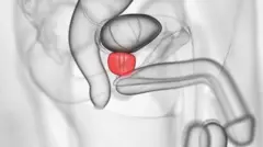 Ilustração dos órgãos do abdômen masculino