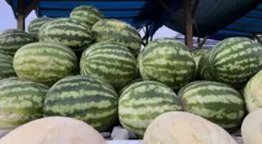 Дарбызга катылган 2.5 миллион $ бангизаттын чыныгы ээси ким деген суроо турат 