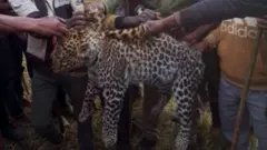 Bineensa jiraattonni walii isaa hin beekne jedhan garuu qeerramsa ta'uu hin oolle uummata Shawaa Lixaa rakkisaa jiru