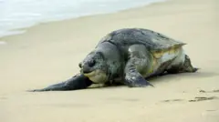 பங்குனி ஆமை