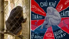 Chú khỉ bị trầm cảm tại vườn quốc gia Bù Gia Mập và hình vẽ minh họa của sinh viên đại học HUTECH, Nguyễn Hoàng Minh Hiếu 