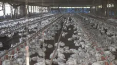 Foto de uma granja de frangos.